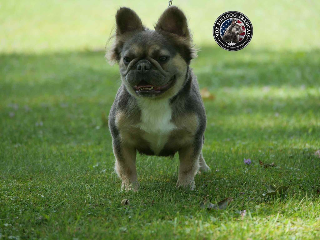 Ruby - Roo the Fluffy