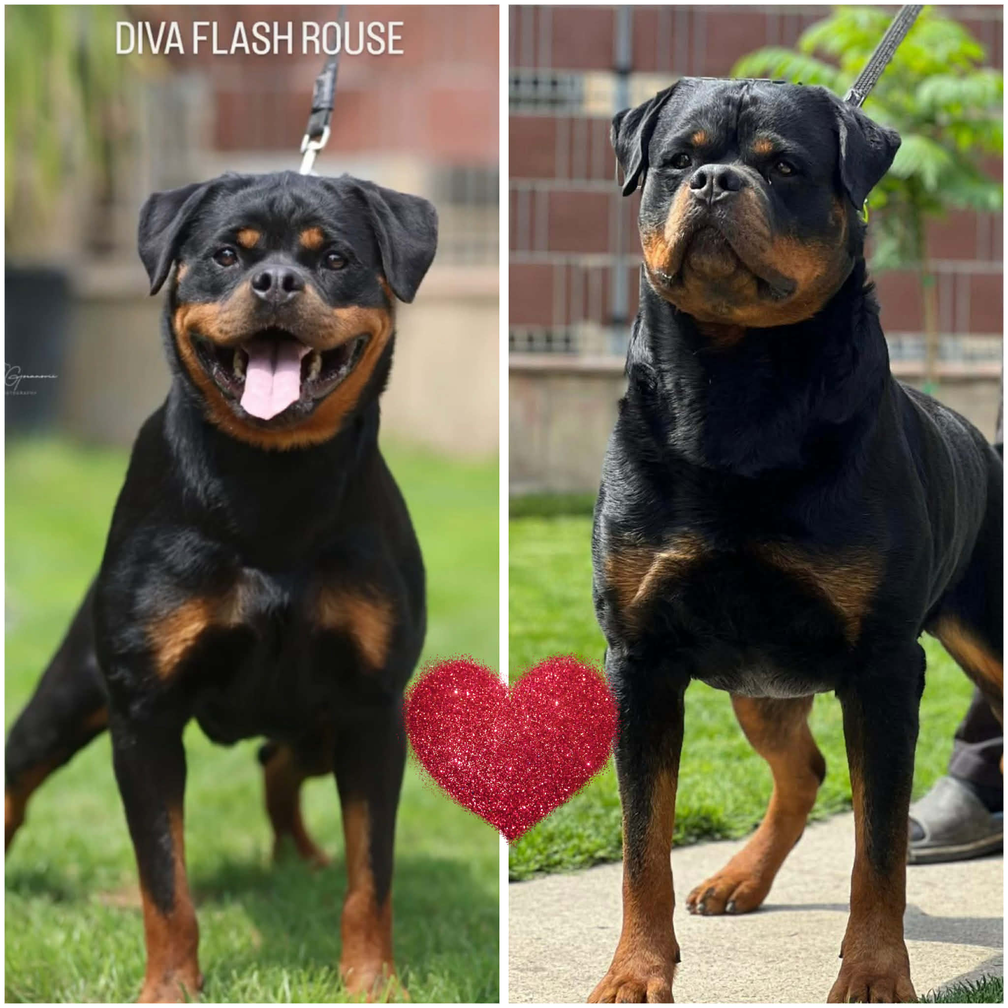 Rouse Rottweilers Welcome - Steel City’s von der Preis Rottweilers LLC